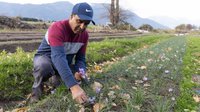 Avtar Dhillon picking his saffron