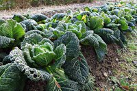 Overwintering Cabbage
