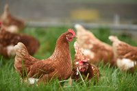 Avian Influenza poultry
