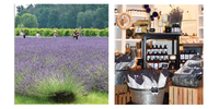 bonnieheath-estate-lavender-winery
