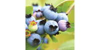 blueberries-soil