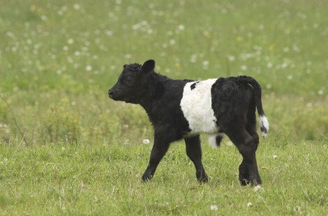 Belted Galloway calf standing in a green field