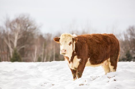 Red and white Miniature Hereford cow standing in the snow