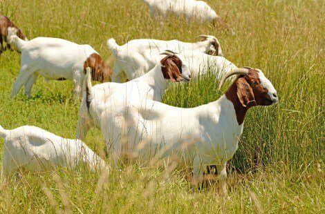 A herd of Boer goats, one standing in the foreground is white with a brown head and horns