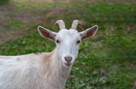 White Kiko goat with horns