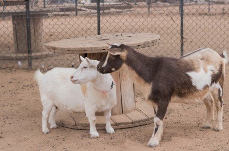 Two Nigerian Dwarf goats, one white female and one brown, tan, and white male