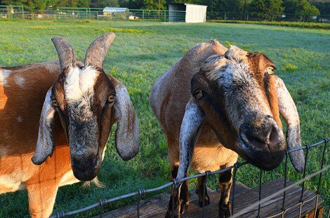 Two brown and white Nubian goats