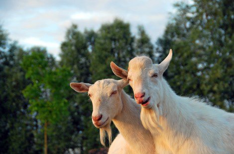 Two white Saanen goats