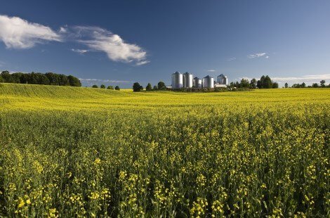 A canola field with farm buildings in the background