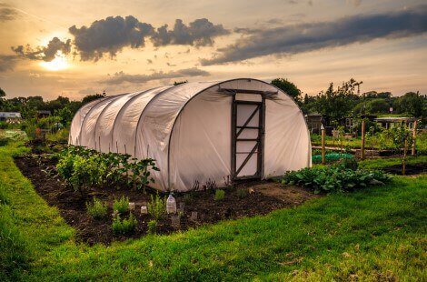 A garden with a white polytunnel in the middle at sunset