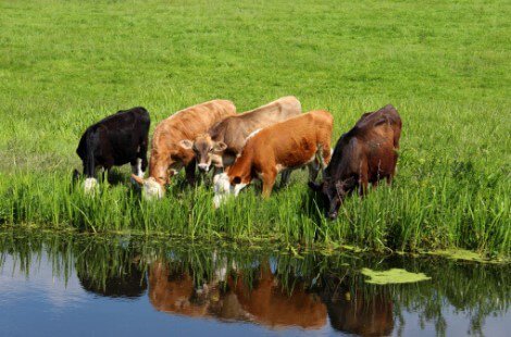 Five different cow breeds grazing by a pond