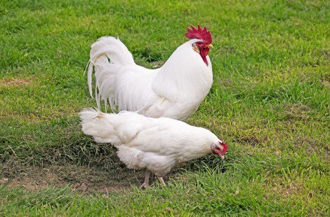 Two white Leghorn chickens, one male and one female, in the grass