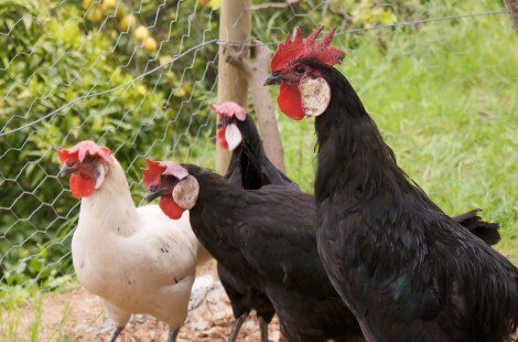 Four Minorca chickens, three black and one white, in an enclosure