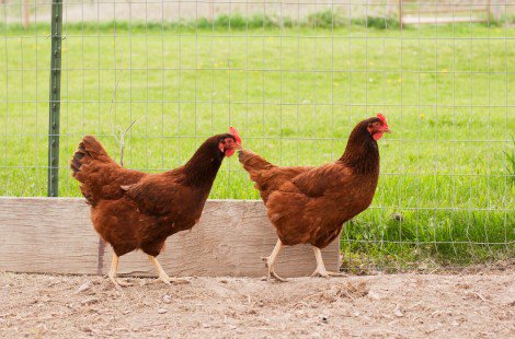 Two Rhode Island Red chickens walking