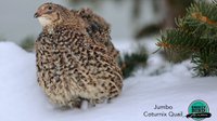 Jumbo coturnix quail in Canada