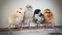 different-coloured-chicks