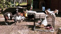 goats-pigs--ducks