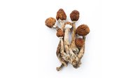 dried-mushrooms