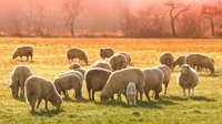 Sheep grazing on pasture land