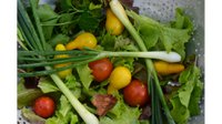 fall-salad-ingredients