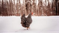 black-winter-chicken_hidden-river-acre