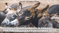 collagen-in-donkey-skins