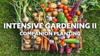 intensive-gardening-ii-companion-planting