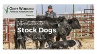 introduction-to-stock-dogs-workshop