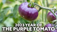 2023 Year of the Purple Tomato