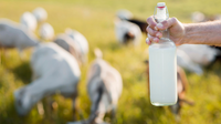 Consumption of goat milk rising