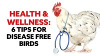Heatlh &amp; Wellness tips for disease free birds