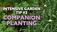 Intensive Gardening Tip: Companion Planting