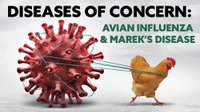 Avian Influenza and Mareks Disease