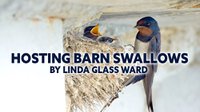 Hosting Barn Swallows