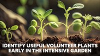 Useful Volunteer Plants