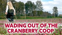Wading out of the Cranberry Coop