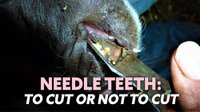 Needle Teeth