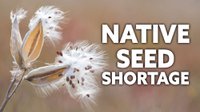 Native Seed Shortage