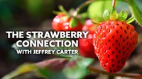 The Strawberry Connection with Jeffrey Carter