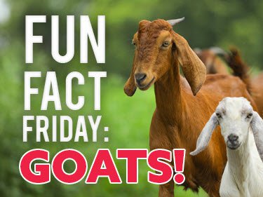 Fun Facts Friday - GOATS