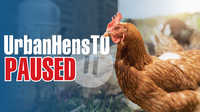 Urban hen program paused in Toronto