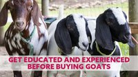 Get Educated and Experienced Before Buying Goats