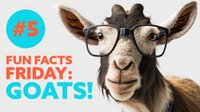 Fun Fact Fridays: Goats #5