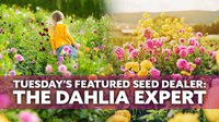 Featured Seed Dealer: The Dahlia Expert