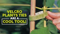 Velcro Plant Ties