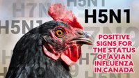 H5N1 Signs of Avian Influenza in Canada