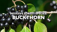 Invasive species like buckthorn