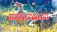 Preserving the Past with Heritage Breeds