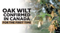 Oak Wilt Confirmed in Canada