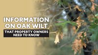 Information on Oak Wilt